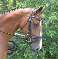 Magnolia Bridle - Black