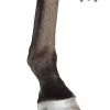Hoof Hi-Lites - N/A