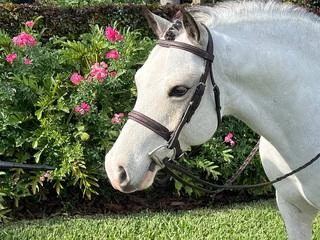 Sugarbrook Fancy Stitched Wide Noseband Bridle - Brown 3 Sugarbrook Fancy Stitched Wide Noseband Bridle - Brown - Image 3