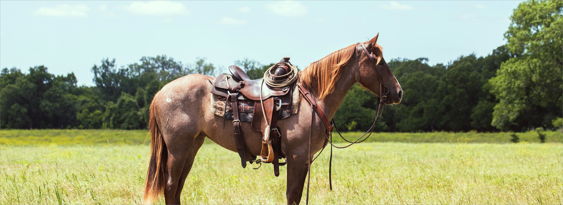 Equestrian Supplies Shop -Equestrian Supplies Shop howard r wheeler QrON7Bm7T10 unsplash1